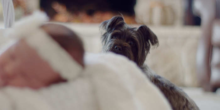 Guest Blog: Introducing Dog and Baby